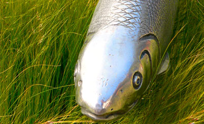 【一键更新】自动的DDOS攻击测试